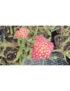 Krwawnik  'Milly Rock Red ' - Achillea 1L