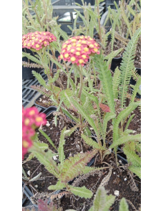 Krwawnik  'Milly Rock Red ' - Achillea 1L 2