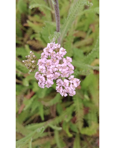 Krwawnik pospolity 'Cerise Queen' 1L- Achillea millefolium