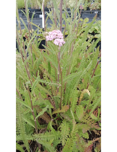 Krwawnik pospolity 'Cerise Queen' 1L- Achillea millefolium