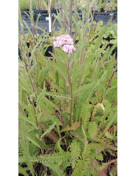 Krwawnik pospolity 'Cerise Queen' 1L- Achillea millefolium