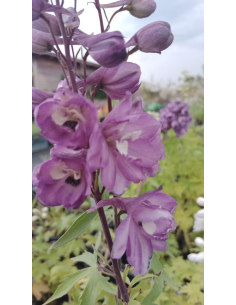Ostróżka Pacific Serie 'Astolat' -  Delphinium 2