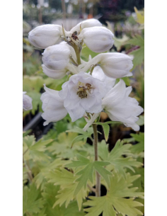 Ostróżka 'Magic Fountain White/Dark Bee' - Delphinium 2