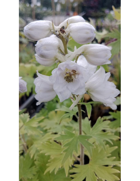 Ostróżka 'Magic Fountain White/Dark Bee' - Delphinium