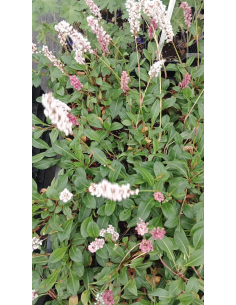 Rdest pokrewny 'Donald Lowndes'-P9- polygonum affine 