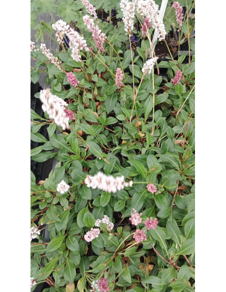 Rdest pokrewny 'Donald Lowndes'-P9- polygonum affine 
