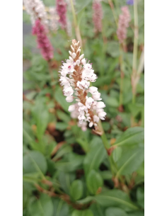 Rdest pokrewny 'Donald Lowndes'-P9- polygonum affine  2