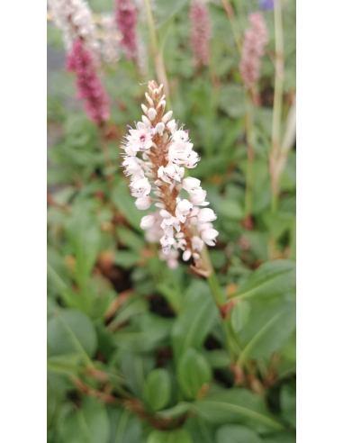 Rdest pokrewny 'Donald Lowndes'-P9- polygonum affine 
