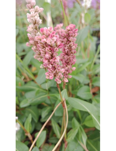 Rdest pokrewny 'Donald Lowndes'-P9- polygonum affine 