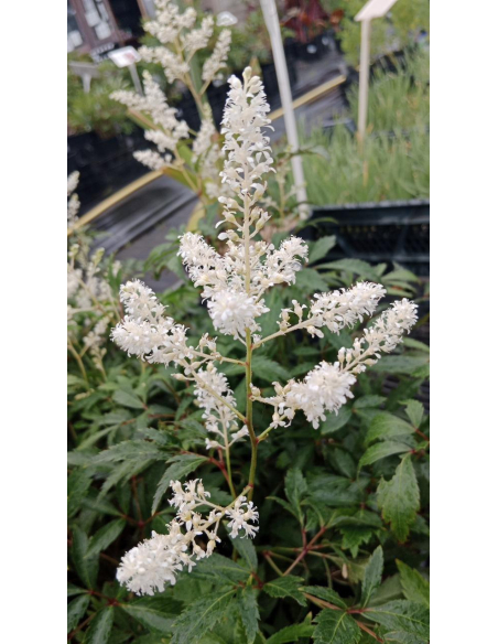 Tawułka Ardensa'Weisse Gloria' - 2L- Astilbe x arendsi