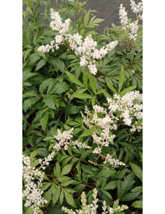 Tawułka Ardensa'Weisse Gloria' - 2L- Astilbe x arendsi 2