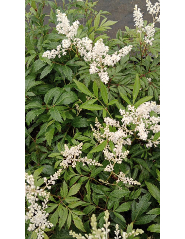 Tawułka Ardensa'Weisse Gloria' - 2L- Astilbe x arendsi
