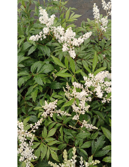 Tawułka Ardensa'Weisse Gloria' - 2L- Astilbe x arendsi