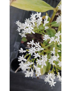 Ostrogowiec czerwony 'Albus' - Centranthus ruber P