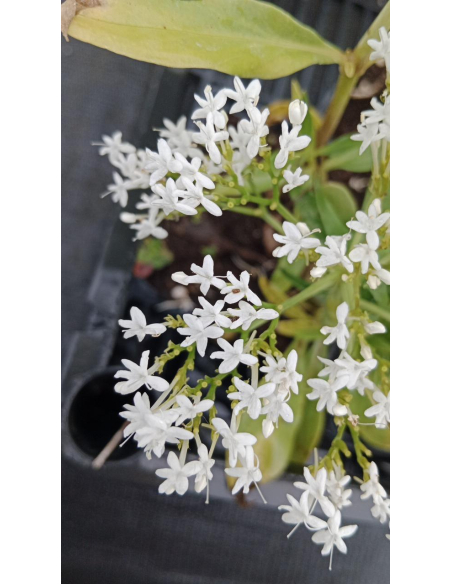 Ostrogowiec czerwony 'Albus' - Centranthus ruber P