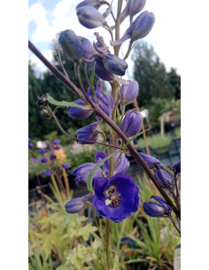 Ostróżka Pacific Serie 'Black Knight' -  Delphinium 2