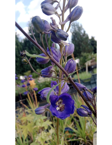 Ostróżka Pacific Serie 'Black Knight' -  Delphinium
