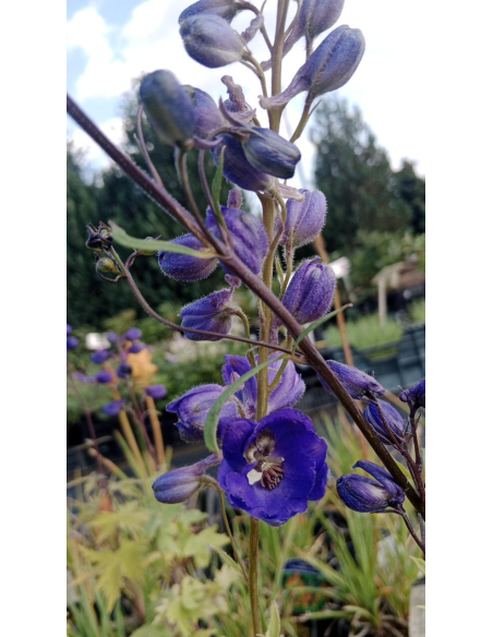 Ostróżka Pacific Serie 'Black Knight' -  Delphinium