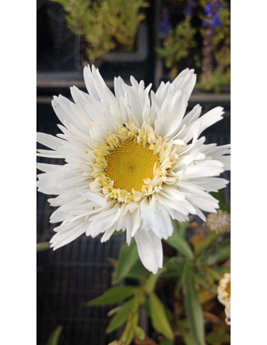 Złocień wielki 'Sweet Daisy Rebecca' 1L- Leucanthemum