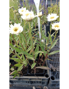 Złocień wielki 'Sweet Daisy Rebecca' 1L- Leucanthemum 2