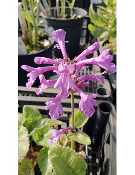 Czyściec wielkokwiatowy 'Superba' Stachys grandifl