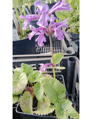 Czyściec wielkokwiatowy 'Superba' Stachys grandifl