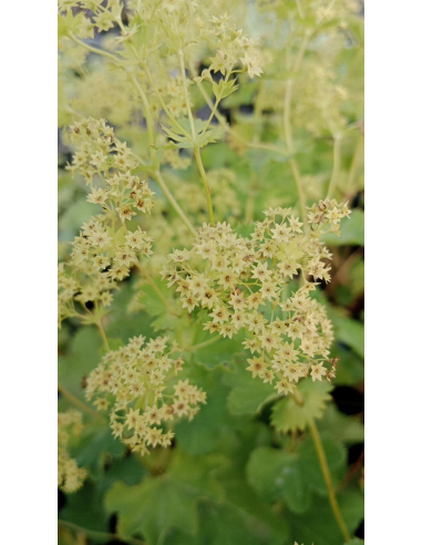 Przywrotnik - Alchemilla erythropoda 1L