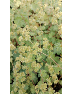 Przywrotnik - Alchemilla erythropoda 1L 2