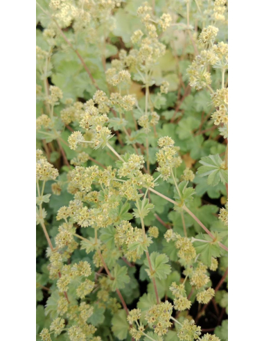 Przywrotnik - Alchemilla erythropoda 1L