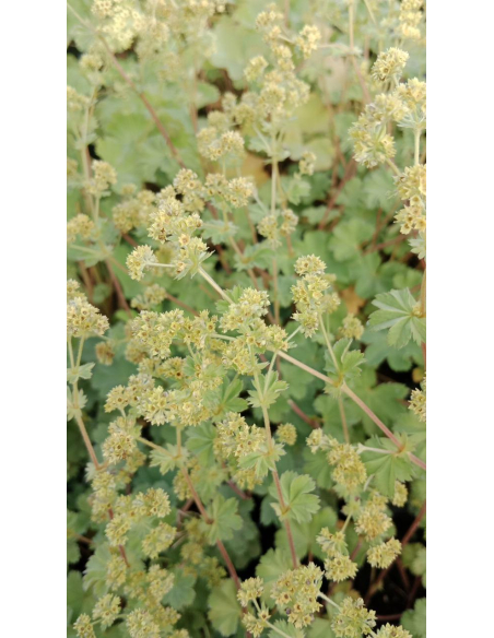 Przywrotnik - Alchemilla erythropoda 1L