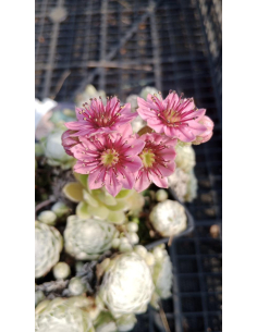 Rojnik pajęczynowaty "Claerchen" P9 - Sempervivum arachnoideum 2