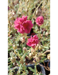 Posłonek ogrodowy 'Cerise Queen' - Helianthemum 1L