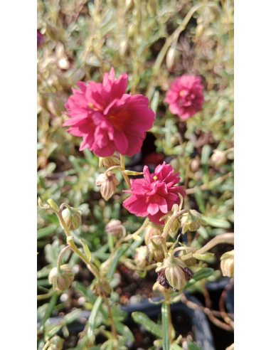 Posłonek ogrodowy 'Cerise Queen' - Helianthemum 1L