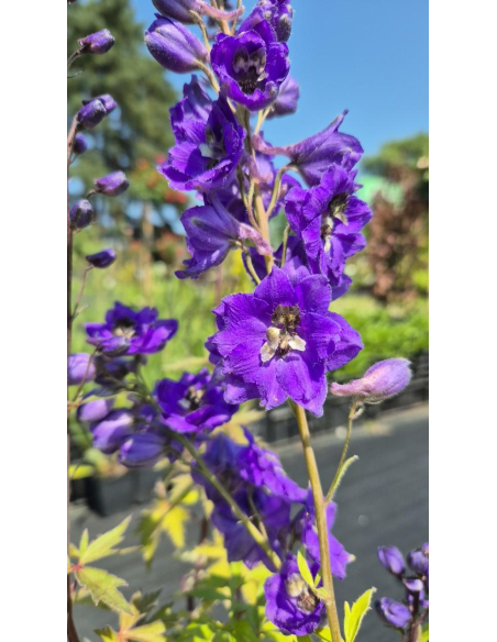 Ostróżka Pacific Serie 'Black Knight' -  Delphinium