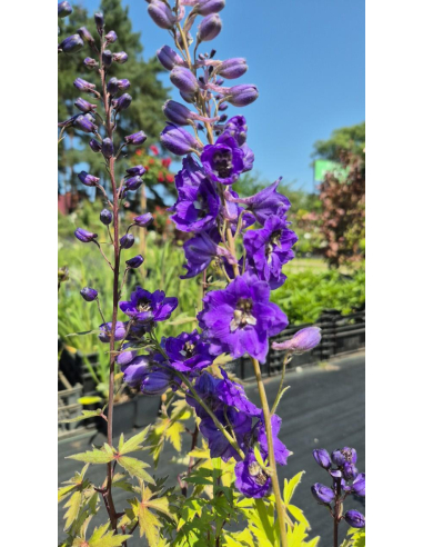 Ostróżka Pacific Serie 'Black Knight' -  Delphinium