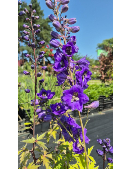 Ostróżka Pacific Serie 'Black Knight' -  Delphinium