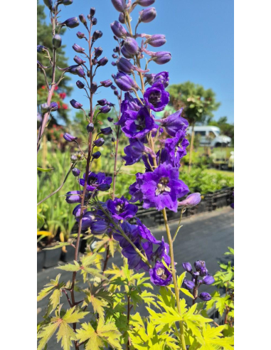Ostróżka Pacific Serie 'Black Knight' -  Delphinium