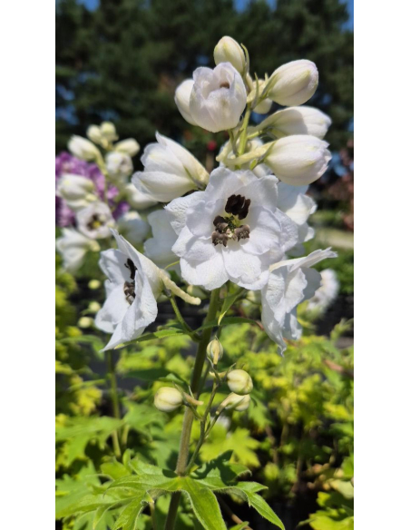 Ostróżka 'Magic Fountain White/Dark Bee' - Delphinium