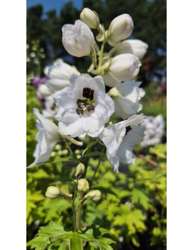 Ostróżka 'Magic Fountain White/Dark Bee' - Delphinium