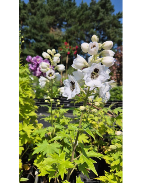 Ostróżka 'Magic Fountain White/Dark Bee' - Delphinium