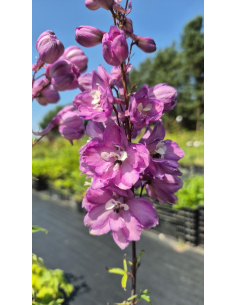 Ostróżka Pacific Serie 'Astolat' -  Delphinium