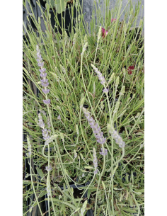 Lawenda pośrednia 'Pure Platinum' - Lavandula 1L 2