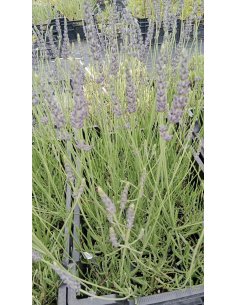 Lawenda pośrednia 'Grosso' - 1L- Lavandula x intermedia 2