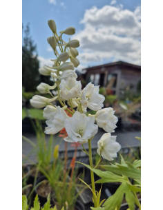 Ostróżka Pacific Serie 'Galahad' -  Delphinium