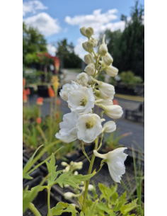 Ostróżka Pacific Serie 'Galahad' -  Delphinium 2