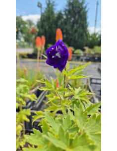 Ostróżka 'Magic Fountains Dark Blue White' - Delphinium 2