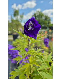 Ostróżka 'Magic Fountains Dark Blue White' - Delphinium