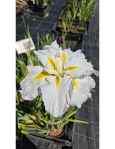 Kosaciec mieczolistny 'Gold Bound'- Iris 2L