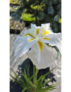 Kosaciec mieczolistny 'Gold Bound'- Iris 2L 2