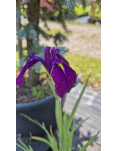 Kosaciec mieczolistny "Variegata" 2L (łac. Iris kaempferi)